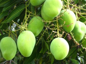 Mangos