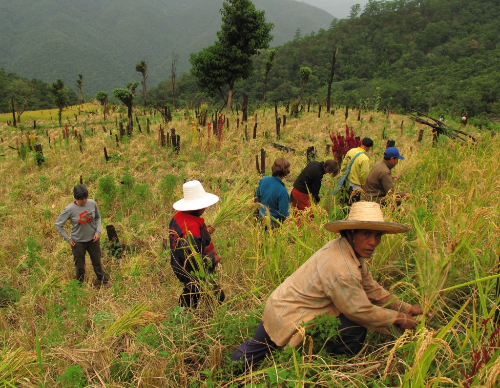 The long awaited rice harvest, Huay Tong Kaw village, Mae Hong Son province.