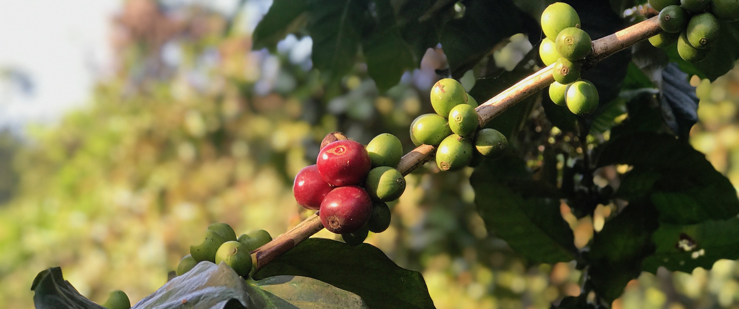 coffee berries ISDSI