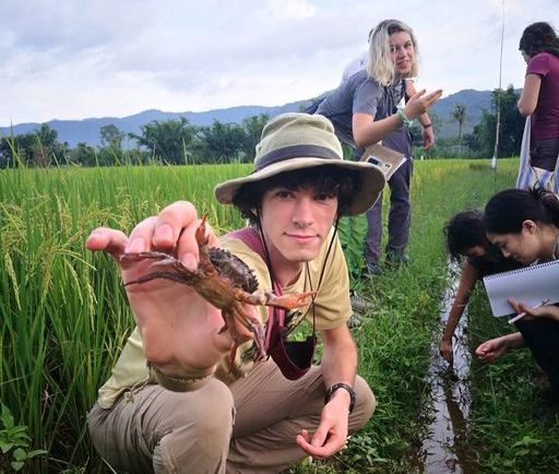 Rice field crab