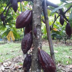 Cacao pods almost ready to harvest