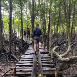Community ecotourism and education boardwalk through the mangroves
