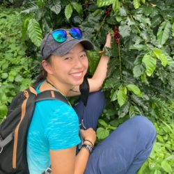Picking highland Arabica coffee cherries