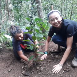 Planing coffee tree saplings