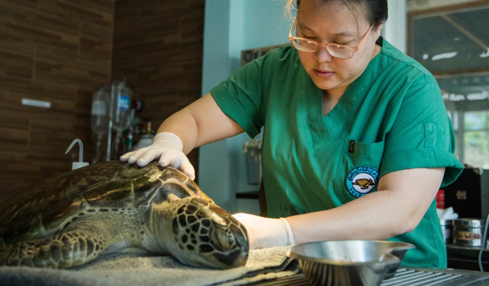 sea turtle exam - ISDSI